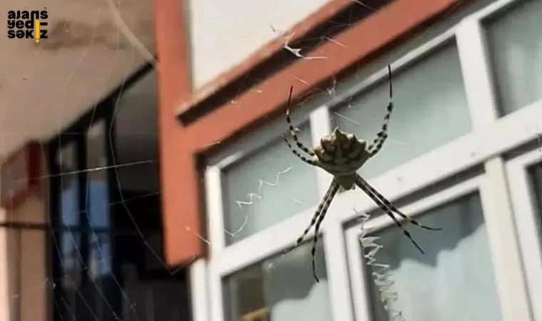 “Argiope Lobata” türü örümcek paniğe neden oldu.