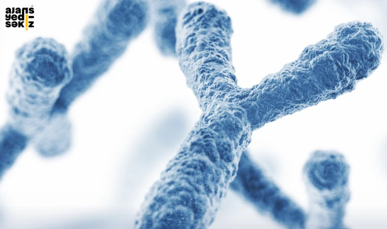 Erkek cinsiyet geni, orijinal 1438 geninin 1393’ünü (%97) kaybetti.