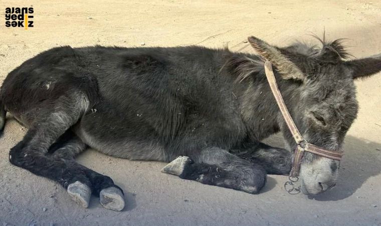 yaşlı bir eşeğe ait fotoğraflar, sosyal medyada paylaşılmasının ardından kısa sürede geniş yankı uyandırdı.