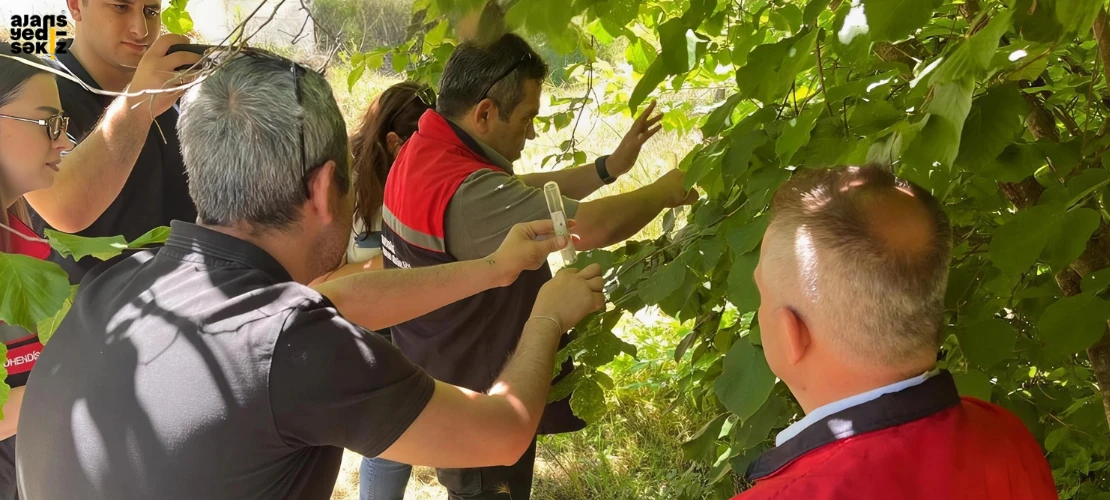 Kahverengi kokarca zararlısına karşı samuray arıcıkları doğaya bırakıldı.