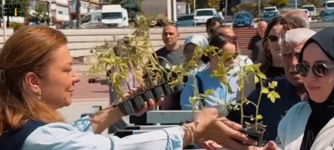 Safranbolu belediyesi coğrafi işaretli maniye domatesi fideleri ücretsiz dağıtıldı.