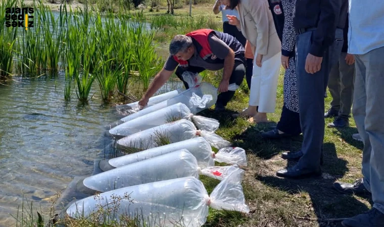 Karabük’te altı gölete toplam 105 bin yavru balık bırakıldı.
