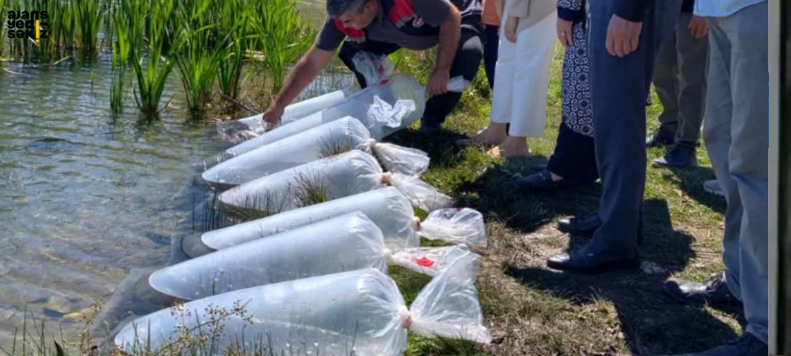 Karabük’te altı gölete toplam 105 bin yavru balık bırakıldı.