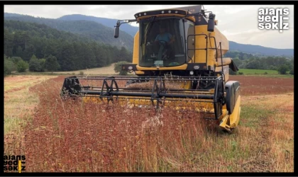 Eflani’de Karabuğday Hasadı Yapıldı!