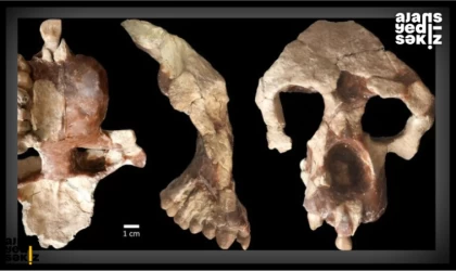 Çankırı'da bu yıl 8,5 milyon yıllık 100 fosil bulundu