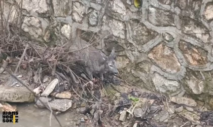 Kurtarılan Karaca Yeniden Doğaya Bırakıldı!