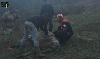 Dere Yatağında Mahsur Kalan İnek Kurtarıldı!