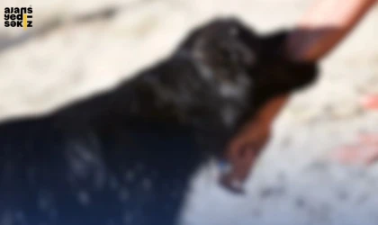 İçişleri Bakanlığı'nın verilerine göre 2022'den itibaren 4.269 köpek saldırısı kayıtlara geçti.