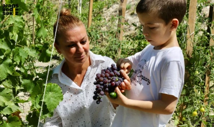 Safranbolu Belediyesi, serasında ürettiği Çavuş üzümünün ilk hasadını gerçekleştirildi.