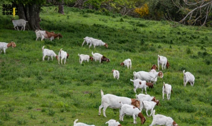 Yetiştiriciler, orman yangınlarına karşı küçükbaş hayvanların planlı otlatılmasını önerdi