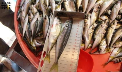 İl Tarım Müdürlüğü'nden Perakende Balıkçılara Hijyen Kontrolü.