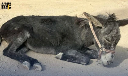 yaşlı bir eşeğe ait fotoğraflar, sosyal medyada paylaşılmasının ardından kısa sürede geniş yankı uyandırdı.