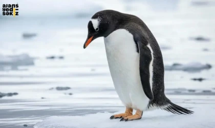 2007’de çekilen belgesel sahnesi yıllar sonra küresel metafora dönüştü.