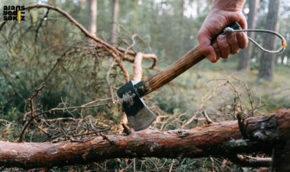 Cengiz Holding ÇED raporuyla Boyabat’ta 224 bin ağaç kesecek.