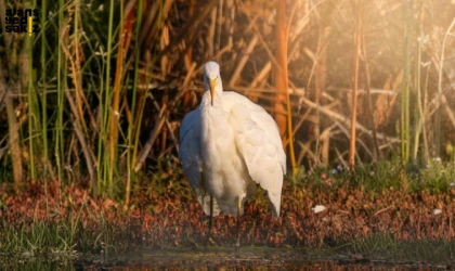 Ömer Faruk Korkmaz’ın ustalığıyla Büyük Ak Balıkçıl’ın zarafeti ölümsüzleşti.