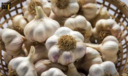 Türkiye’den iki sarımsak türü, uluslararası listede ilk 5’e girmeyi başardı.