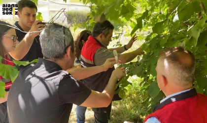 Kahverengi kokarca zararlısına karşı samuray arıcıkları doğaya bırakıldı.