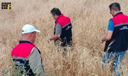 Safranbolu'da yapılan sürveyde ekonomik zarar oluşturacak yoğunluk görülmedi.