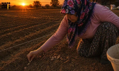 Safranbolu'da "mucize bitki" olarak adlandırılan safranın yeni sezon dikimine başlandı.