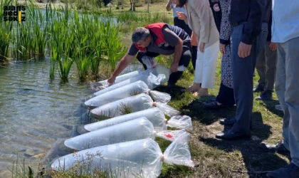Karabük’te altı gölete toplam 105 bin yavru balık bırakıldı.